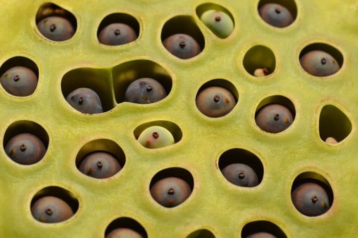 What Is Trypophobia? Live Science, 48% OFF