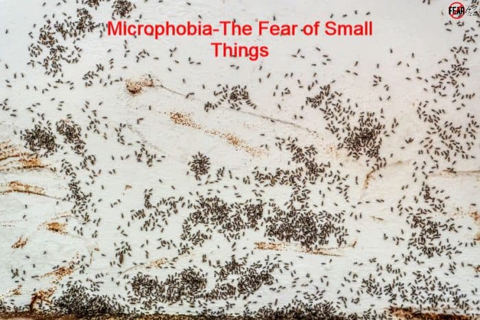 fear of small things together