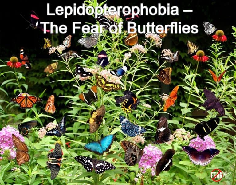 Lepidopterophobia The Fear of Butterflies