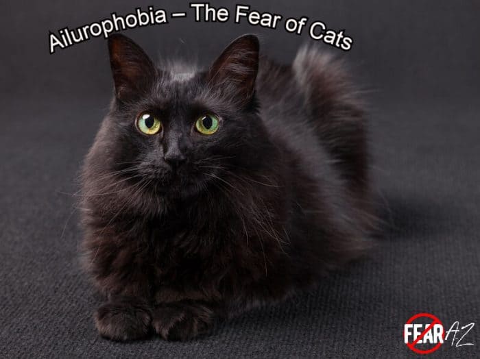 Ailurophobia The Fear of Cats
