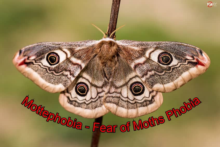 Mottephobia - Fear of Moths