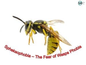 Spheksophobia – The Fear of Wasps Phobia