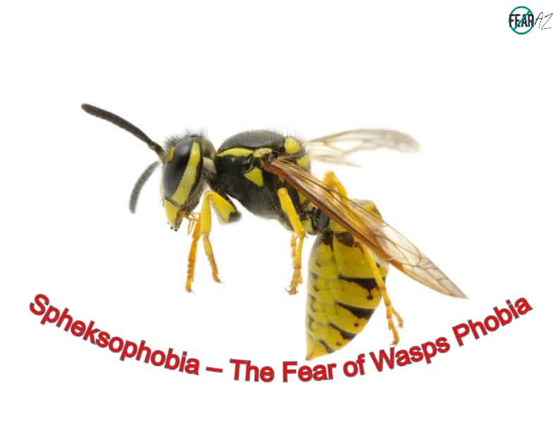 Spheksophobia The Fear of Wasps Phobia