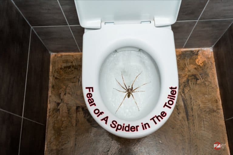 Fear of Spiders and Snakes in the Toilet