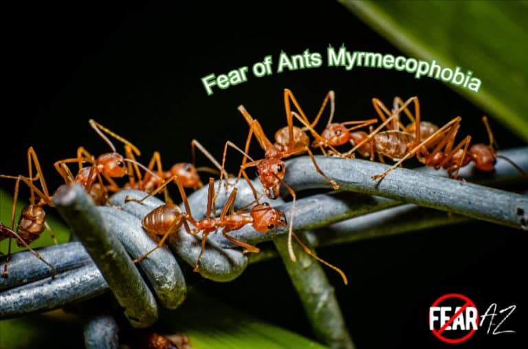 Fear of Ants - Myrmecophobia