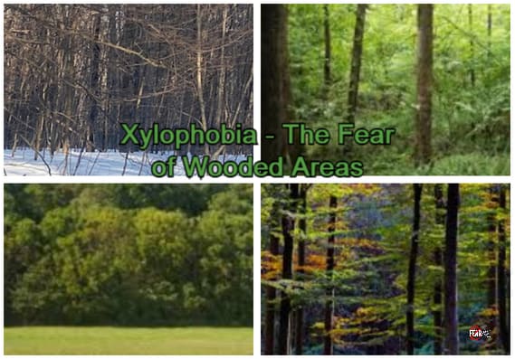 xylophobia-fear-of-wooded-areas