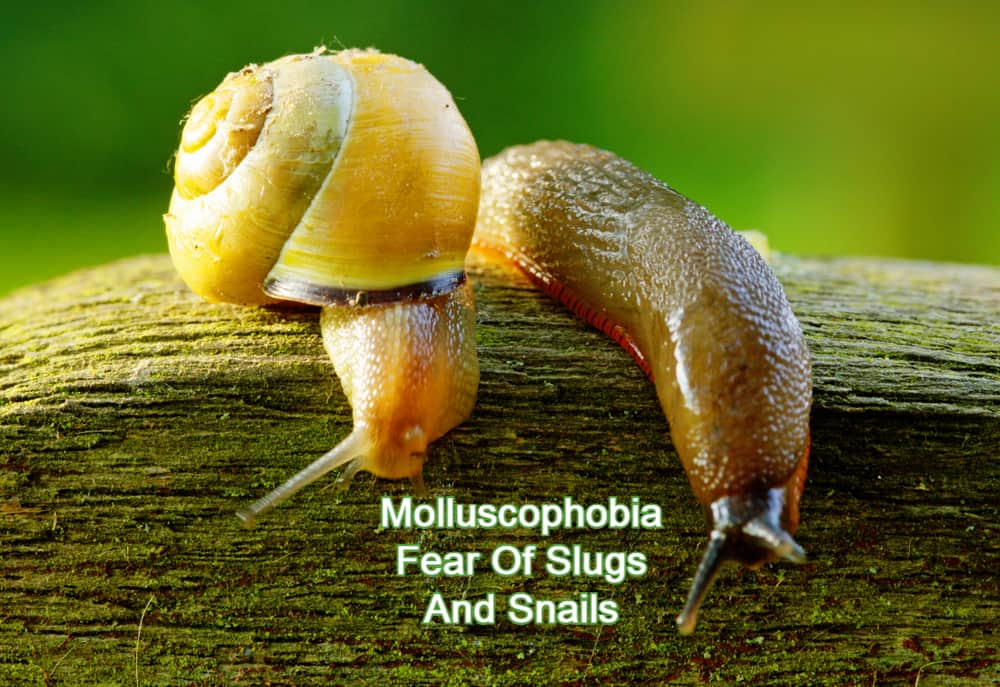 Molluscophobia - Fear of Slugs and Snails